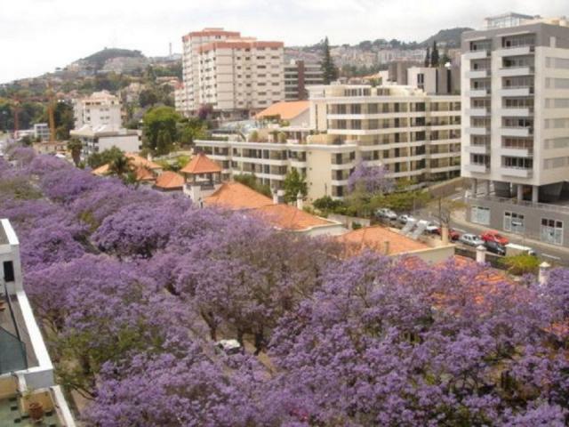 Location vacances FUNCHAL - photo n°10 annonce V1909900