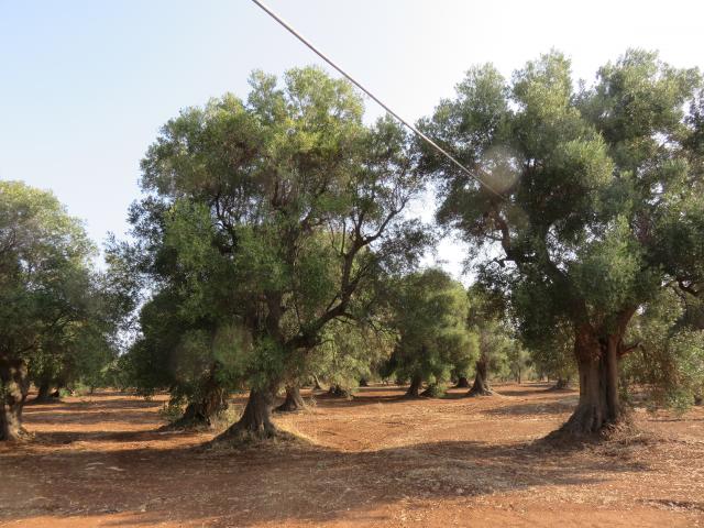Location vacances CAROVIGNO - photo n°3 annonce P1719903