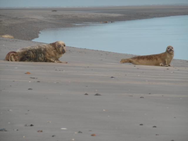 Photo n°7 location Gîte de vacances à CAYEUX SUR MER (annonce réf. P2958002)