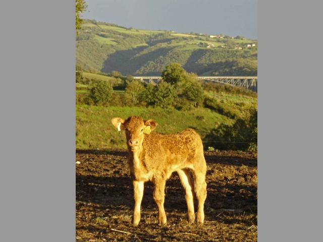 Location vacances TAURIAC DE NAUCELLE - photo n°12 annonce C2061202